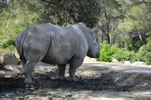 rhino black rhino big game