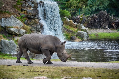 rhino  waterfall  animal world