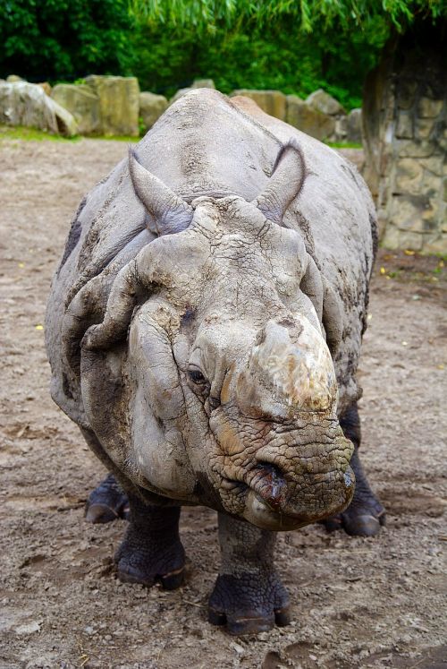 rhino fauna nature