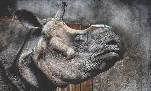 rhino  animal  animal world