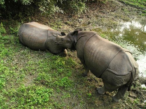 rhino nepal national park