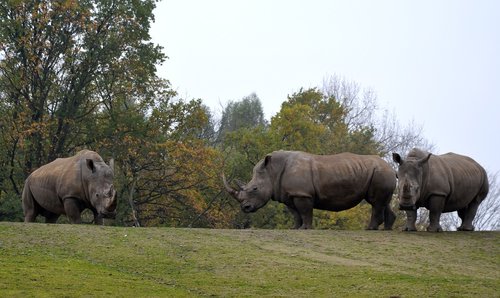 rhino  savannah  safari