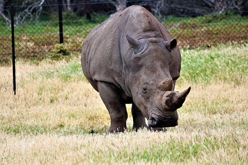 rhino  wild  animal