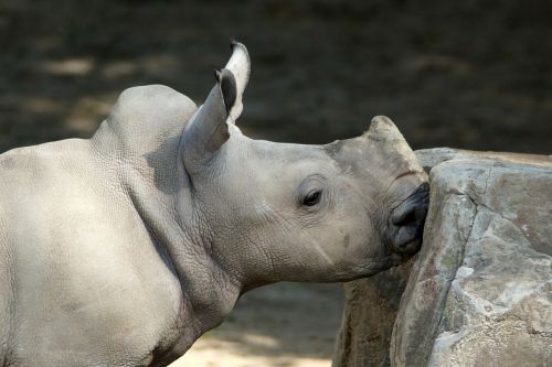 rhino white rhino baby rhino