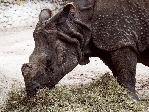 rhino  indian rhinoceros  asia