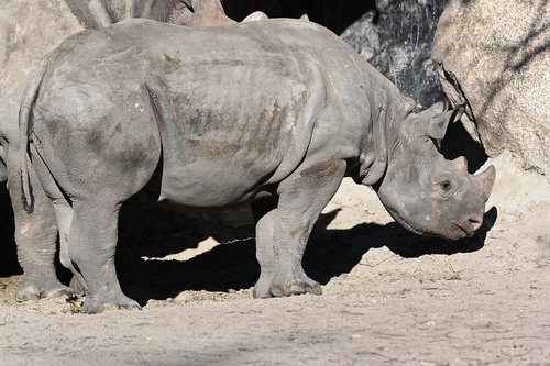 rhino  zoo  africa