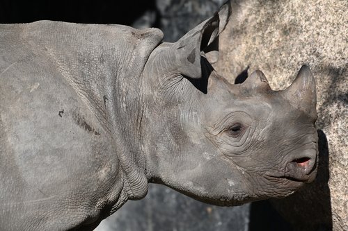 rhino  zoo  africa