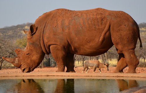 rhino  africa  namibia