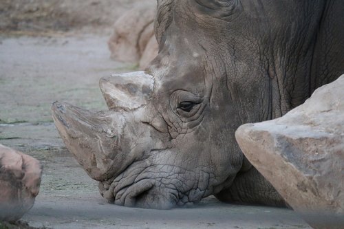 rhino  nature  rhinoceros