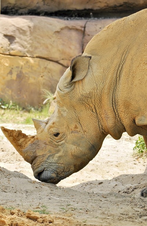 rhino  horn  animal
