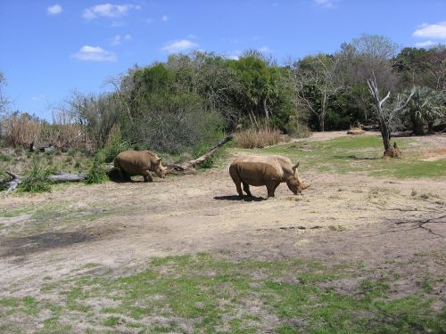 rhino rhinoceros safari