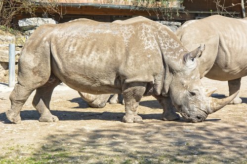 rhino  rhinoceros  big game