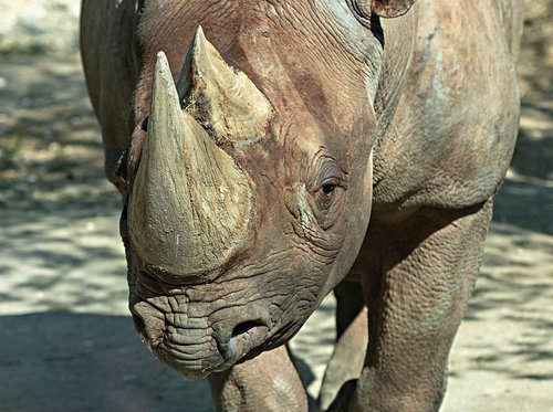 rhino  zoo  pachyderm