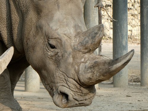 rhino  zoo  rhinoceros