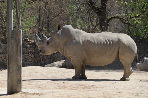 rhino  animal world  animal