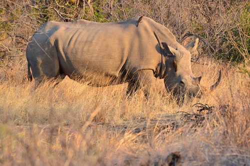 rhino  nature  wildlife