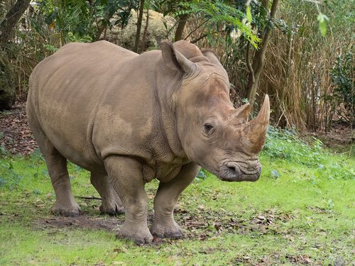 rhino  zoo  rhinoceros