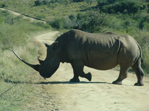 rhino wildlife animal