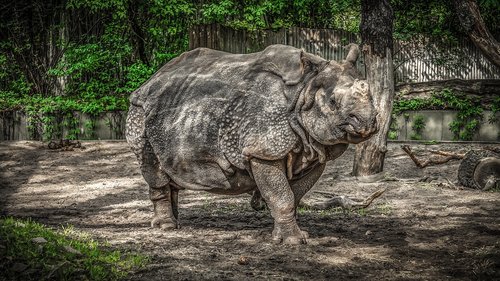 rhino  panzer  pachyderm