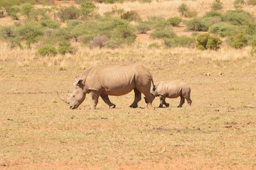 rhino  wild  africa