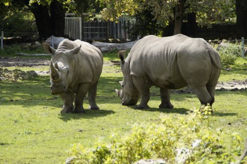 rhino meadow zoo