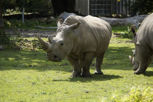 rhino meadow zoo