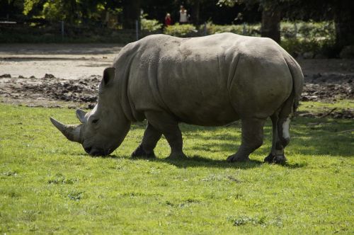 rhino zoo meadow