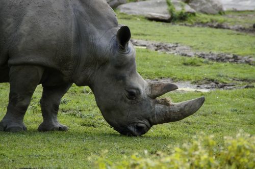 rhino horn horns