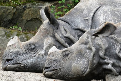 rhino  zoo  wild animals