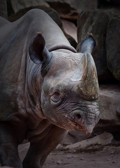 rhino  animal  zoo