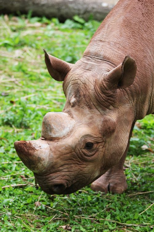 rhino rhinoceros animal