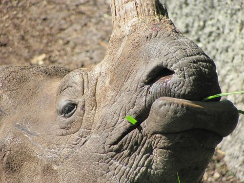 rhino eat grass