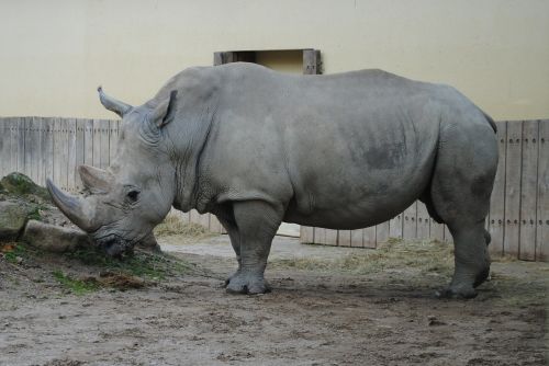 rhino wild animal world