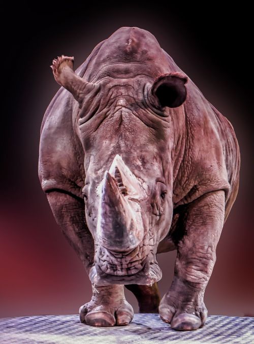 rhino animal pachyderm