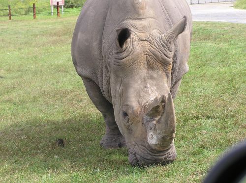 rhino animal rhinocerous