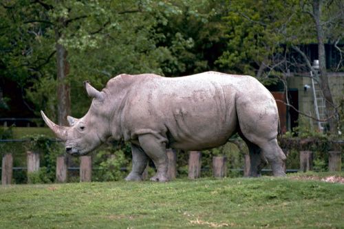 rhino rhinoceros white