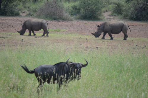 rhino wildebeest safari