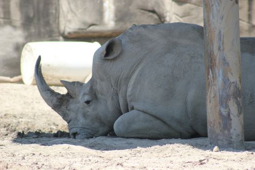 rhino big wildlife