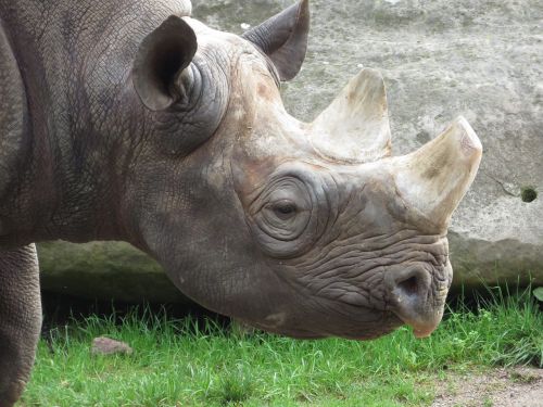 rhino horn africa