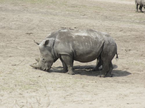 rhino white rhino animal