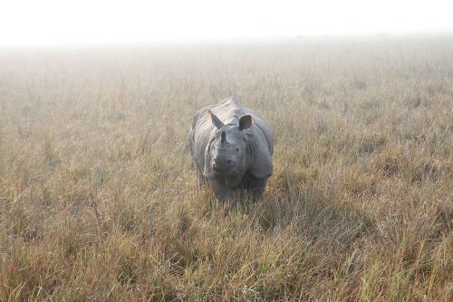 rhino indian rhino rhinoceros