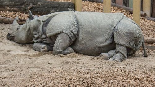 rhino animal zoo
