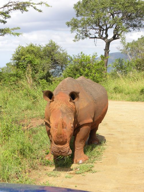 rhino safari south africa