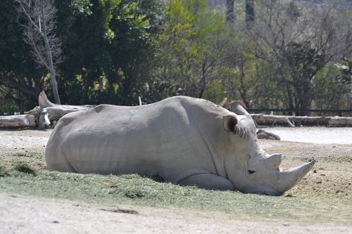 rhino white garden