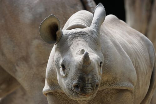 rhino young zurich