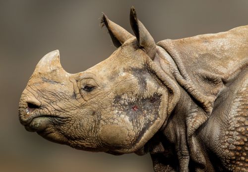 rhino horn pachyderm