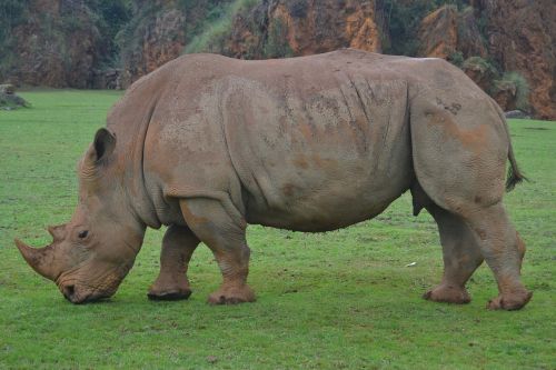 rhino animals africa