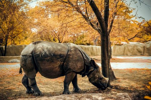 rhino nature animal