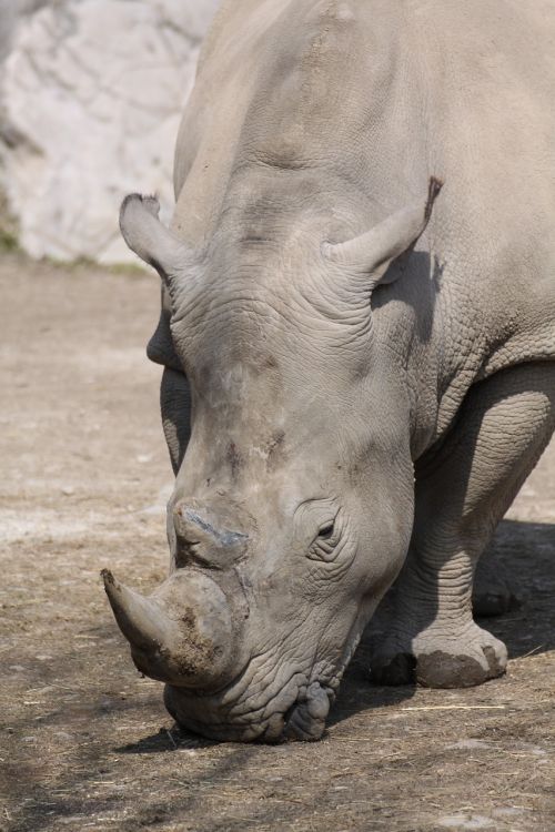 rhino animal zoo