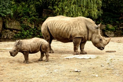 rhino rhino calf young animal mother